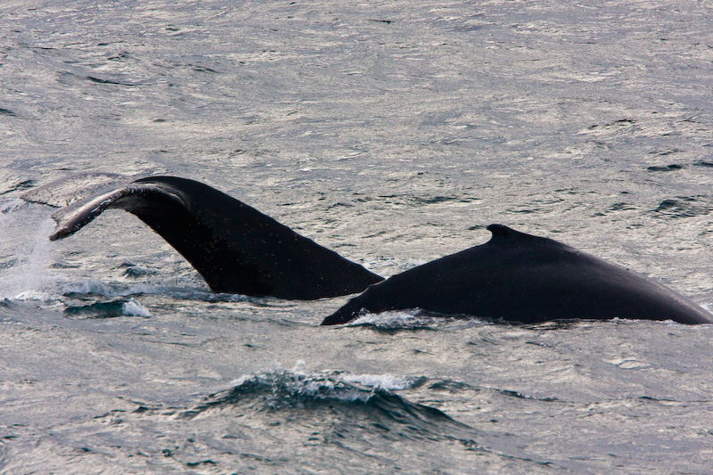 Humpback Whales